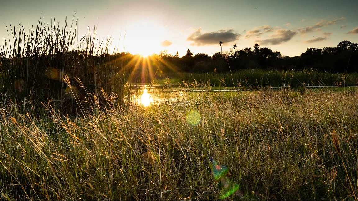 Sunset over a grassy field and pond.