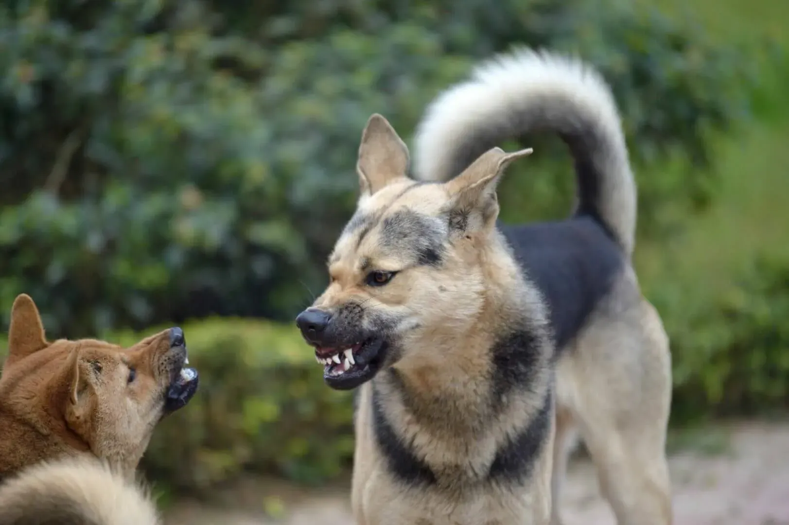 shows two dogs aggressively baring their teeth at each other outdoors.
